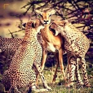 Meet your Posher, Kandie